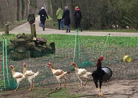 Heel vreemde kippen. Soort dwergstruisvogels.