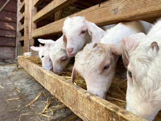 Ze noemen t Geertje ook wel De Geitenboerderij. Deze dieren vormen dan ook de hoofdmoot van de veestapel. Kinderen mogen de jonkies de fles geven.